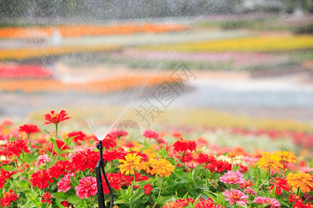 公园春天新鲜的喷洒器头部浇花水背景图片