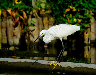 鸟景观草Egret肖像正在寻找水中的食物图片