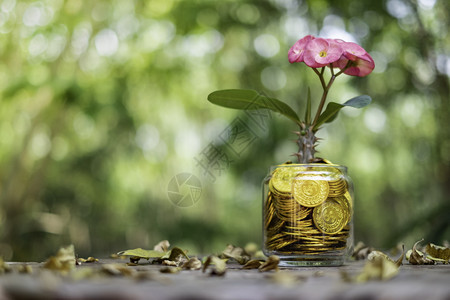 黑色的银行业收益树上花朵生长在玻璃小猪库上从底模糊的金球硬币堆积而出图片