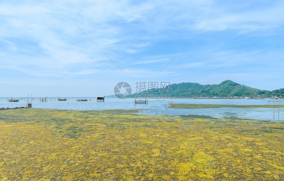 山有害泰国热带海洋和养鱼业的藻类开花泰国沼泽图片