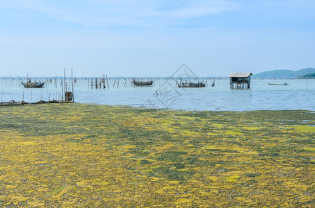 屋泰国热带海洋和养鱼业的藻类开花泰国钓鱼天图片