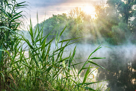 自然河岸的Reeds在雾中夏季早晨河岸的Reeds美丽的景观图片