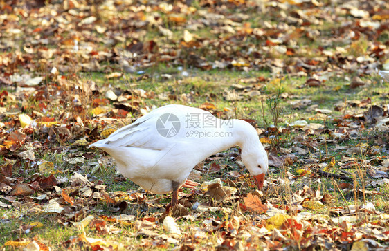 白鹅在秋园落叶间的空地上吃草在阳光下特写白鹅在秋园落叶间的空地里吃草放牧土院子图片