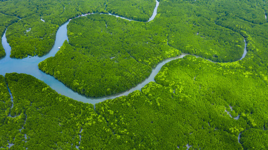 美丽环境浏览泰国红树林热带绿森林顶部风景的河流树木红林和地貌天线图片