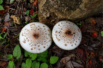 毒菌蘑菇中地面树木图片