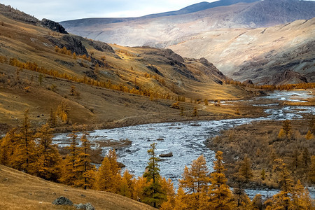叶子山区河流过岩石是阿尔泰自然山区河流过岩石自然是阿尔泰流动季节图片