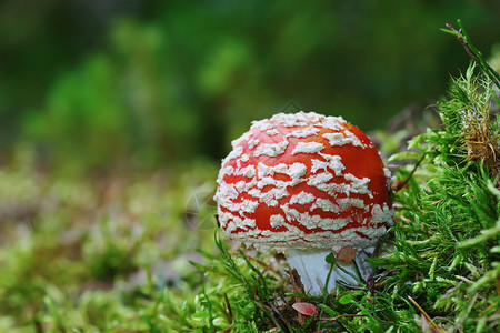 帽美丽的AmanitaMuscaria森林地上生长的红色苍蝇户外图片