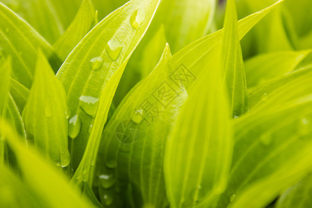 露珠生长活带雨滴的绿叶草地上晨露水落在绿草上带雨滴的绿叶图片