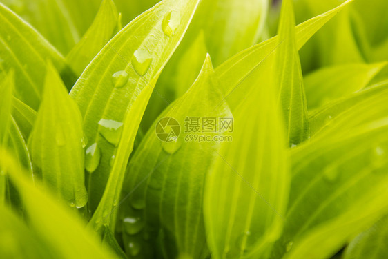 露珠生长活带雨滴的绿叶草地上晨露水落在绿草上带雨滴的绿叶图片