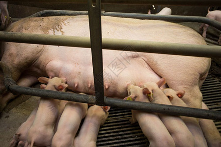 家畜农田团体猪妈和她的小一起被关在笼子里养殖场动物猪妈和她的小在养殖场被锁笼子里图片