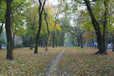 季节秋天公园配有大树和灌木秋天公园配有小树和大枫颜色图片