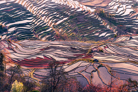 收成旅游元阳梯田早晨种植园高清图片