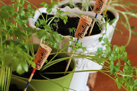 排期味道春期花园草药在窗台上的锅种植物标记在窗台上的罐子种植春季花园草药天栽培背景