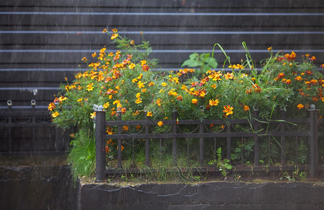 夏雨下的花棚朵中叶子滴明亮图片