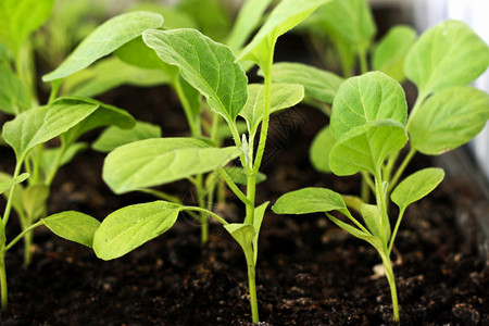 园艺职业有机的在家里用种子出茄的苗圃发芽种植在家中生长的茄子图片