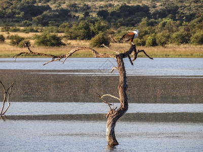 树上鸟蓝色的非洲鱼鹰在南湖的一棵干枯树上捕食非洲鱼鹰自然雄伟背景