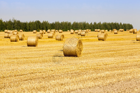 一种户外农业田黄干草堆稻埋在尖锐的碎块农田上村图片