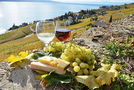葡萄庄瑞士拉沃州葡萄和酒区乡村的柴金庄背景