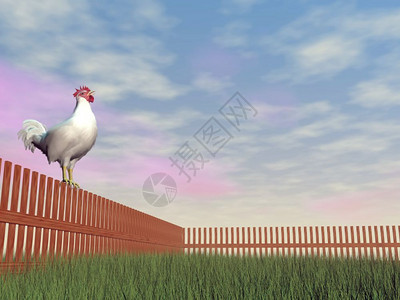 插图日出一只公鸡独自站在木篱上清晨的光亮中叫唤时只站立在木栅栏上而Roostercrowing3D牧场图片