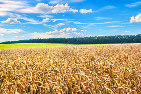 田地上云和蓝天小麦田里有成熟的小麦农村黄色有机图片