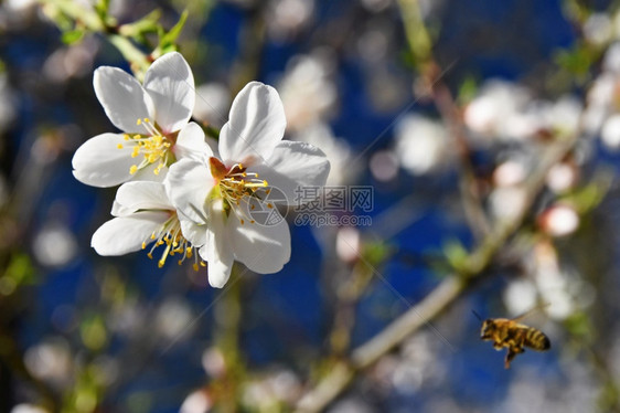 春天背景美丽的盛开树与自然中蜜蜂花水果开糖图片