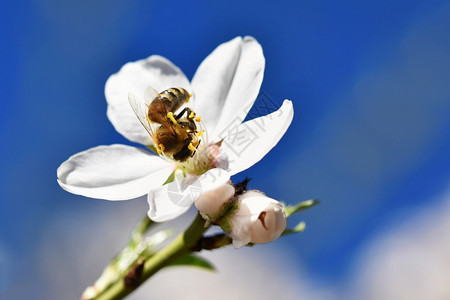 春天背景美丽的盛开树与自然中蜜蜂花植物学绽放户外图片