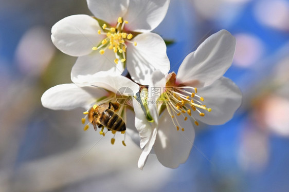 授粉春天背景美丽的盛开树与自然中蜜蜂花植物学明亮的图片