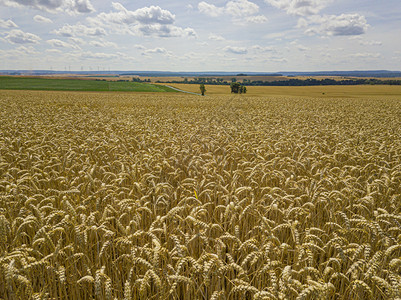 晴天黄色的大小麦作物田天空飞快农业图片