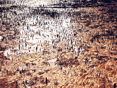 水泰国低潮下红树林沼泽Mangroveswamp根植被图片