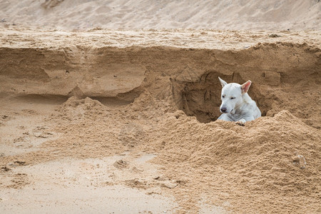 朋友白狗在泰国海滩背景沙的地上挖洞支撑金的图片