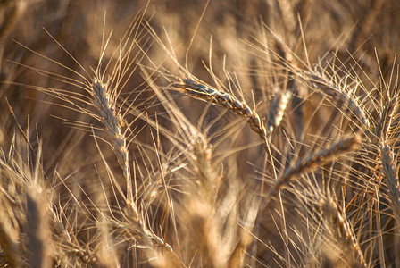 户外自然金小麦关闭宏背景纹理农业图片