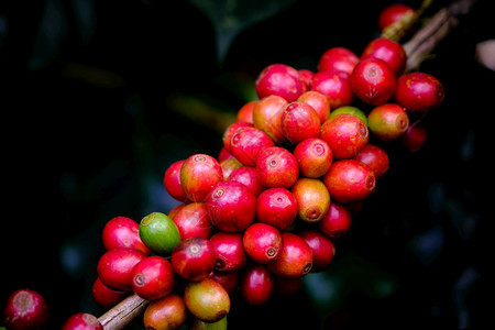 在高地山的咖啡种植园里树枝上的红樱桃coffega树枝位于泰国江莱的深色背景之下重点生长户外图片