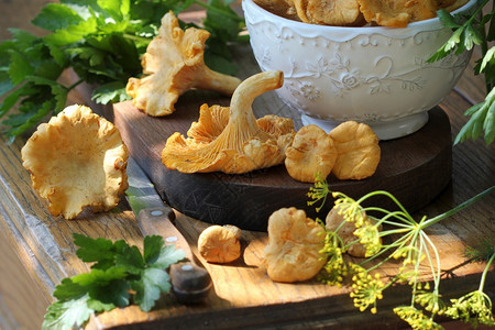 新鲜鸡油菌蘑菇图片