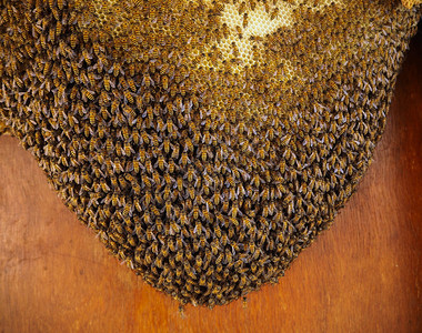 动物养蜂用巢中窝的工作组健康移动图片