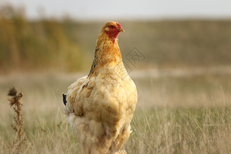 棕色的在生物农场附近的田里养母鸡靠近自然图片
