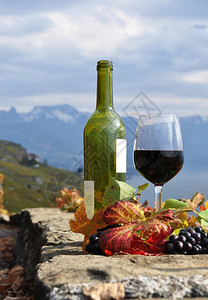 生活瑞士拉沃的红酒和葡萄收成植物图片