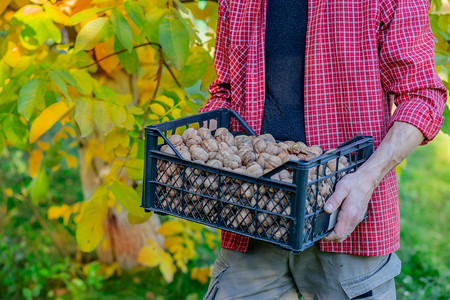 植物学在秋天聚集美味的坚果男人拿着盒子装满新鲜的胡桃子在秋天收集美味的坚果棕色叶子图片