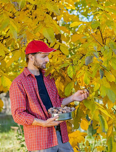 在秋天聚集美味的坚果男人拿着盒子装满新鲜的胡桃子在秋天收集美味的坚果屈服健康种植者图片
