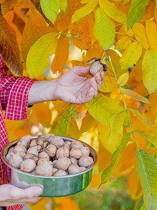 素食主义者贝壳在秋天聚集美味的坚果男人拿着盒子装满新鲜的胡桃子在秋天收集美味的坚果树图片