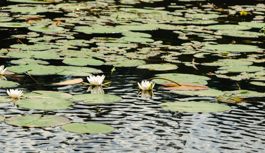 美丽湖面上的白莲花图片