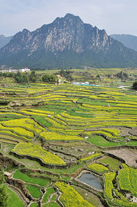 油菜花梯田图片