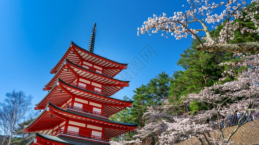 神道红塔和樱花在日本春天粉色的红图片