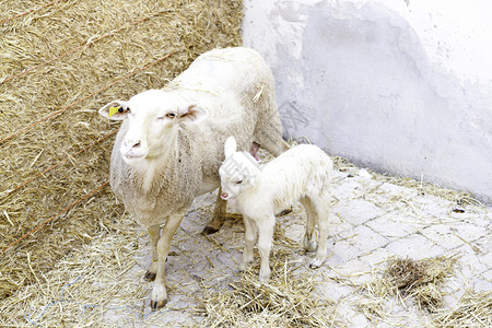 友好牧羊和羔农场畜绵羊小狗中的哺乳动物详情清白的母羊图片