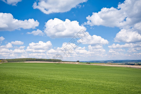场景春天的农田观牧场风图片