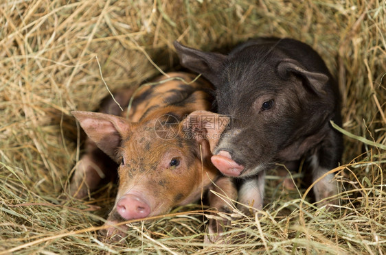 哺乳动物小猪养场上的躺在稻草堆上复制图片