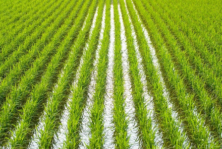 绿田亚洲稻晴天美丽的风景图片
