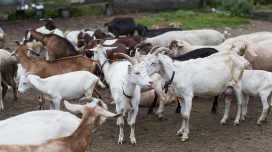 干草自然家畜高角山羊农场图片
