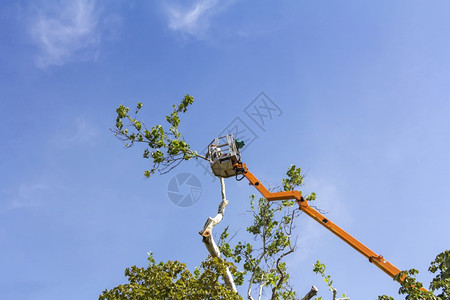 户外一名工人用链锯修剪高液压移动平台树枝的木材樵夫活动图片