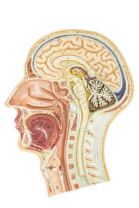 身体白种背景孤立教育的交叉部分人头学校生物图片