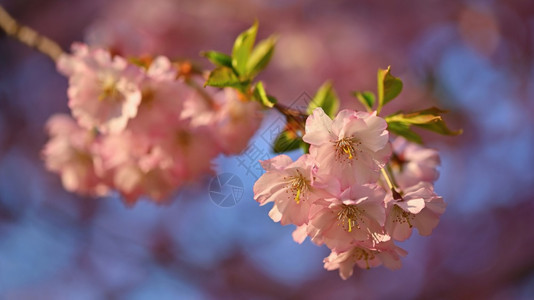 春初背景美丽的花生树天然色彩美丽的春天清晨太阳升起的光日本散景盛开图片